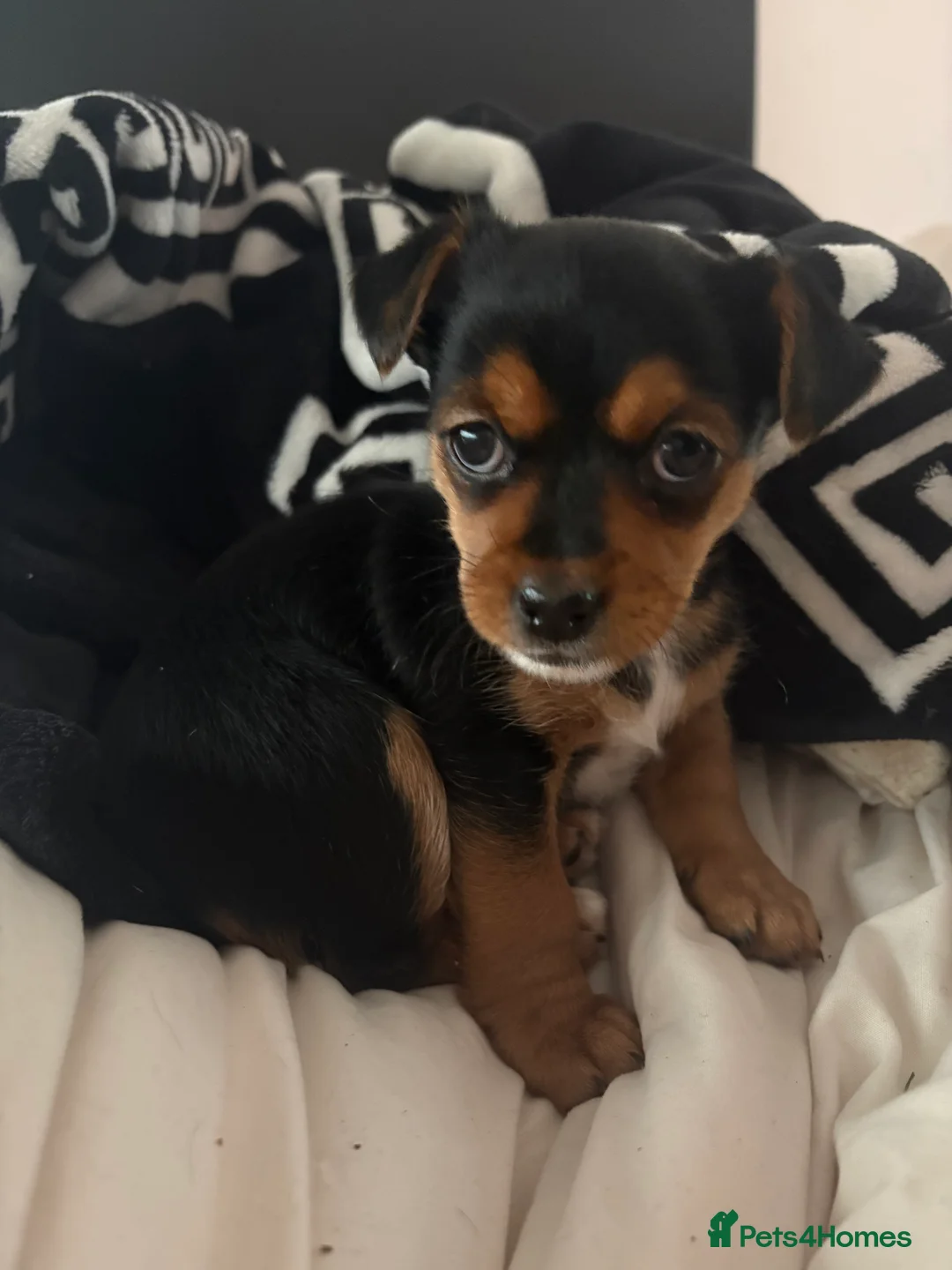 Jack Chi dogs for sale: Jack Russell Chihuahua Puppy🐾 - Advert 3