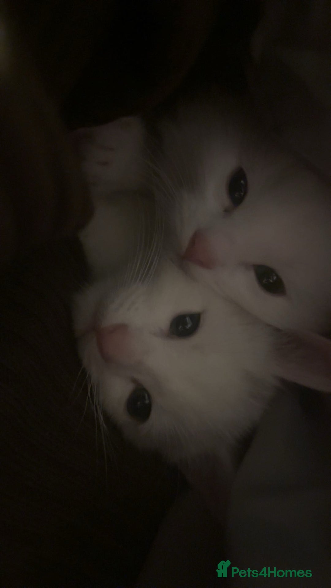 Mixed Breed cats for sale: Beautiful white boy for sale (Only One Left) - Advert 6