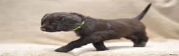 Cocker Spaniel dogs for sale: Chocolate Cocker Spaniel Puppies - Advert 15