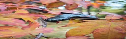King Snake reptiles for sale: Mexican black kingsnake female  in Cardiff - Advert 4