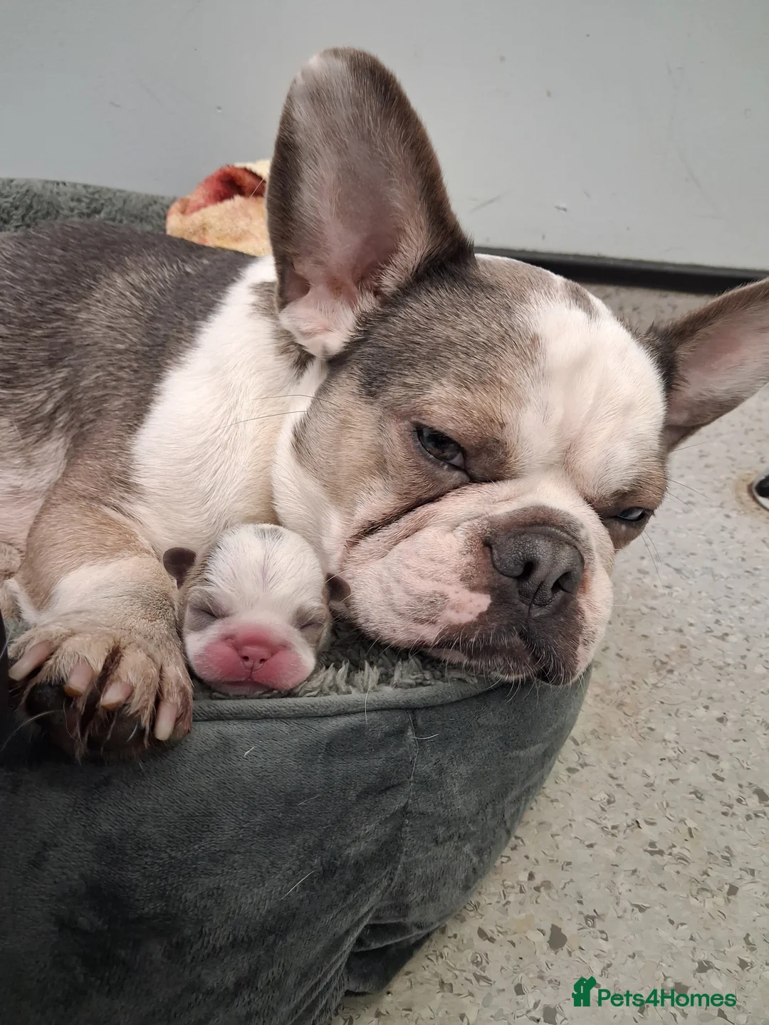 French Bulldog dogs for sale: Frenchie pups in Tilbury - Advert 1