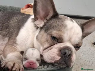 French Bulldog dogs Frenchie pups in Tilbury - Advert 2