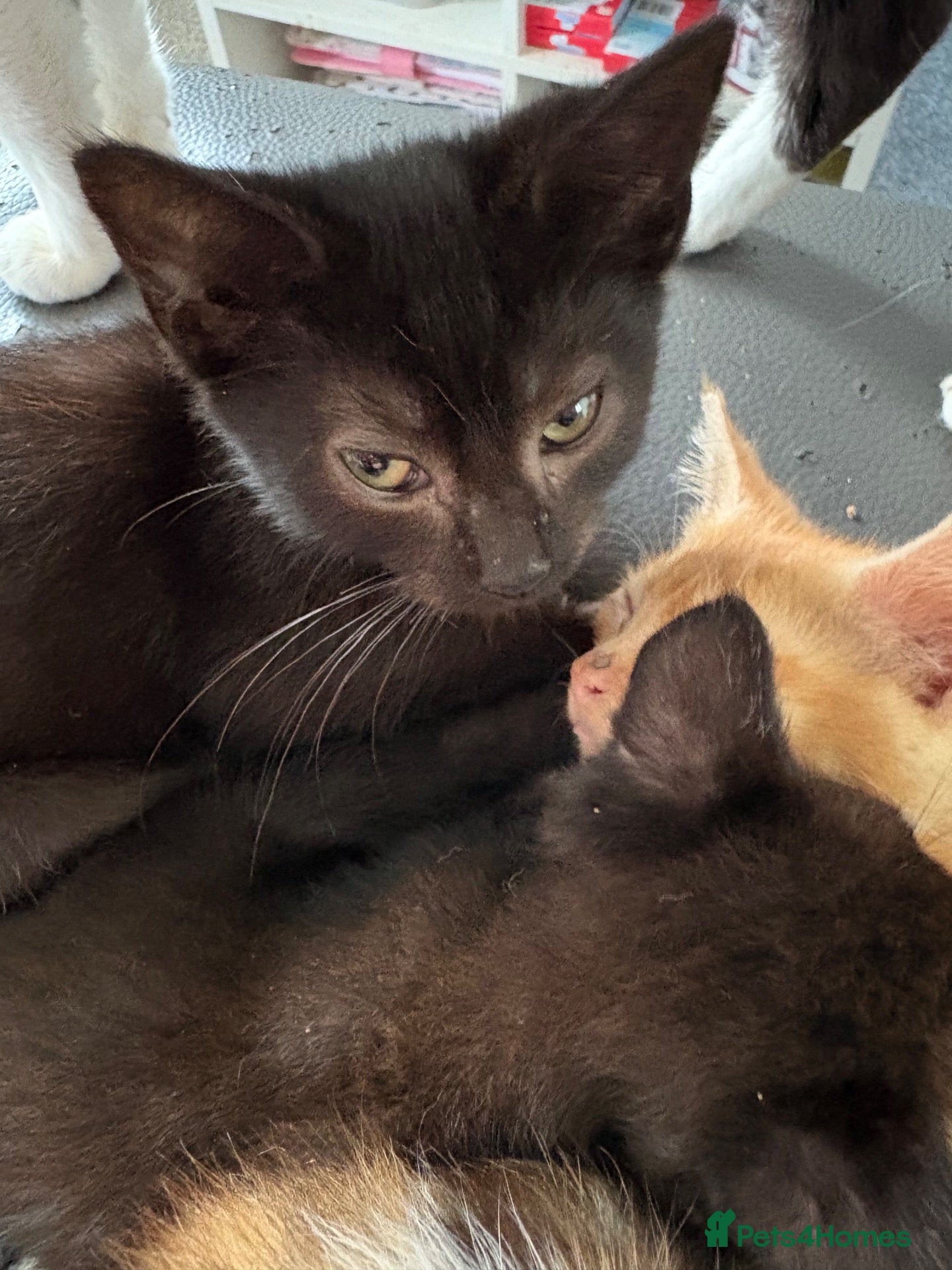 Mixed Breed cats 2 all black kittens  - Advert 1