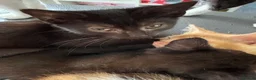 Mixed Breed cats for sale: 2 all black kittens  in Widnes - Advert 1