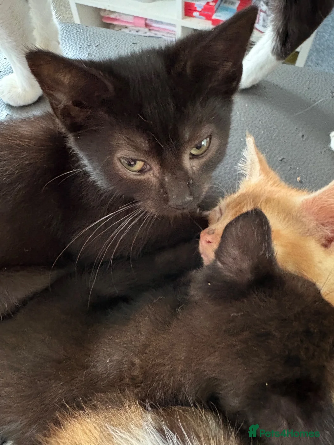 Mixed Breed cats for sale: 2 all black kittens  in Widnes - Advert 1