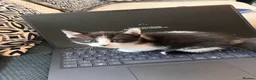 Mixed Breed cats for sale: 2 beautiful kittens - Advert 5