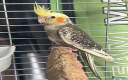 Cockatiels birds for sale: Baby cockatiels  - Image 5