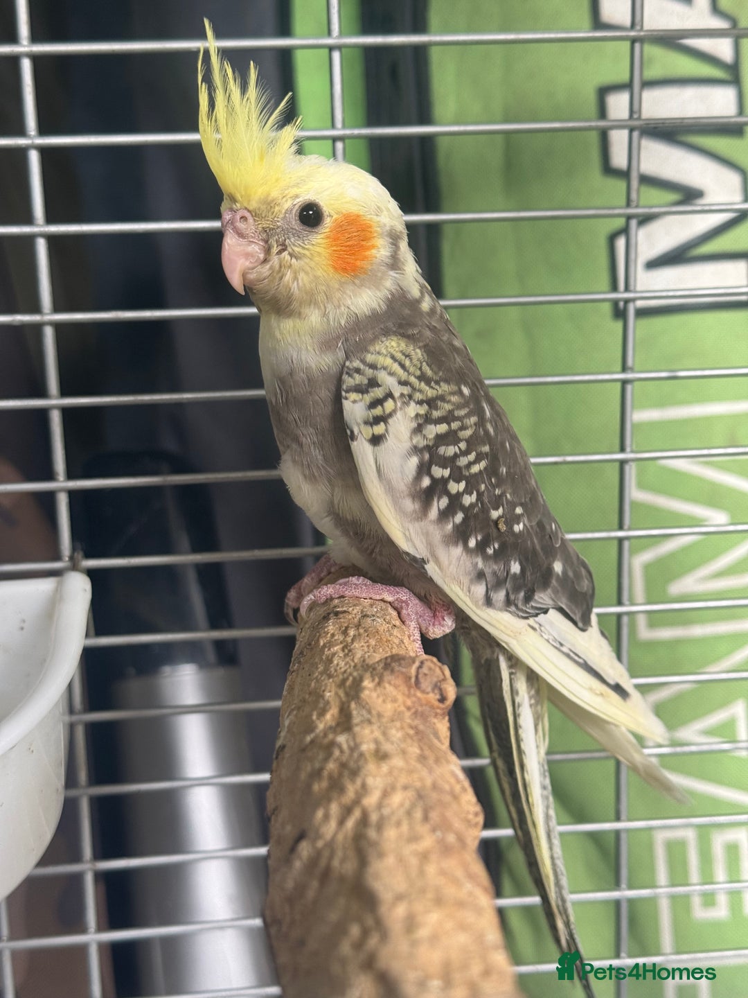 Cockatiels birds for sale: Baby cockatiels  - Image 5