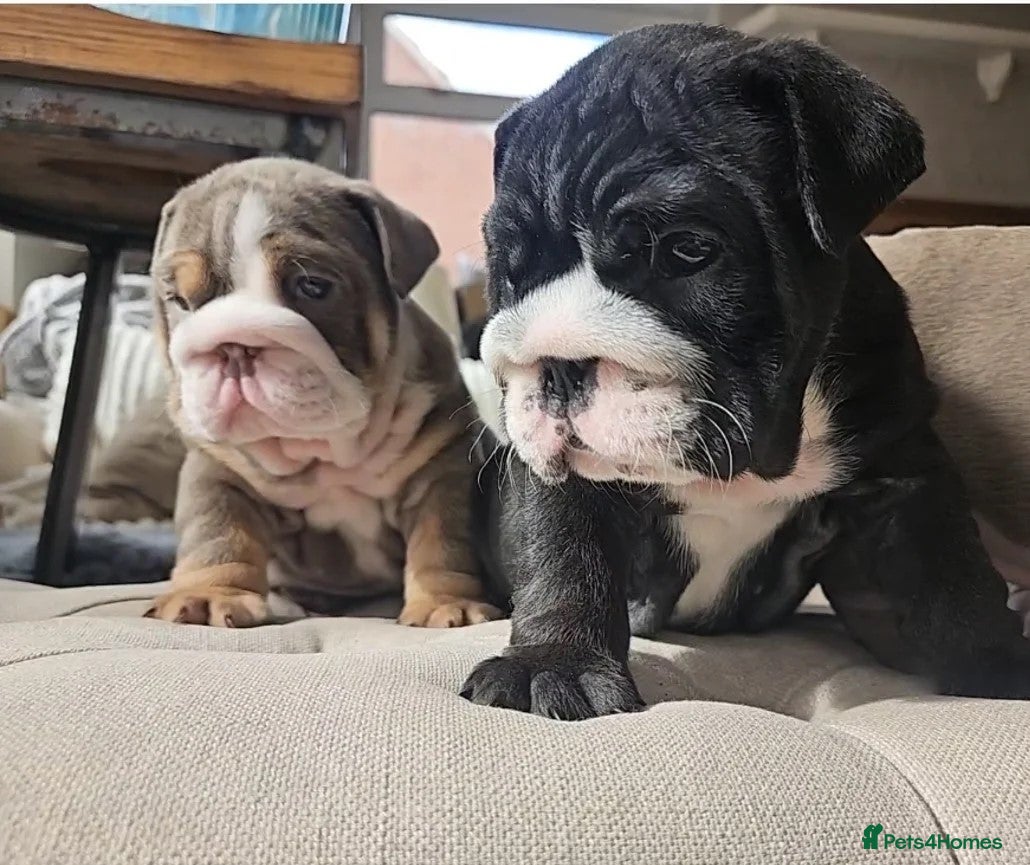 English Bulldog dogs Pretty English Bulldog Pups Ready for Loving Homes - Advert 1
