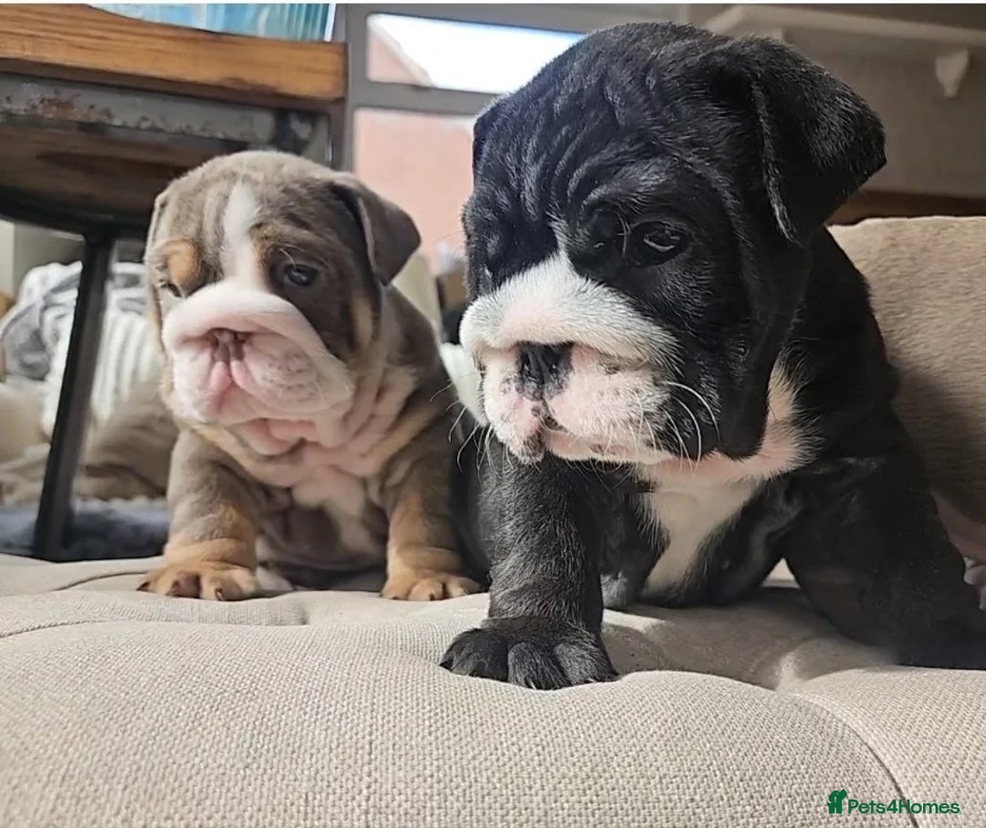 English Bulldog dogs for sale: Pretty English Bulldog Pups Ready for Loving Homes - Advert 1