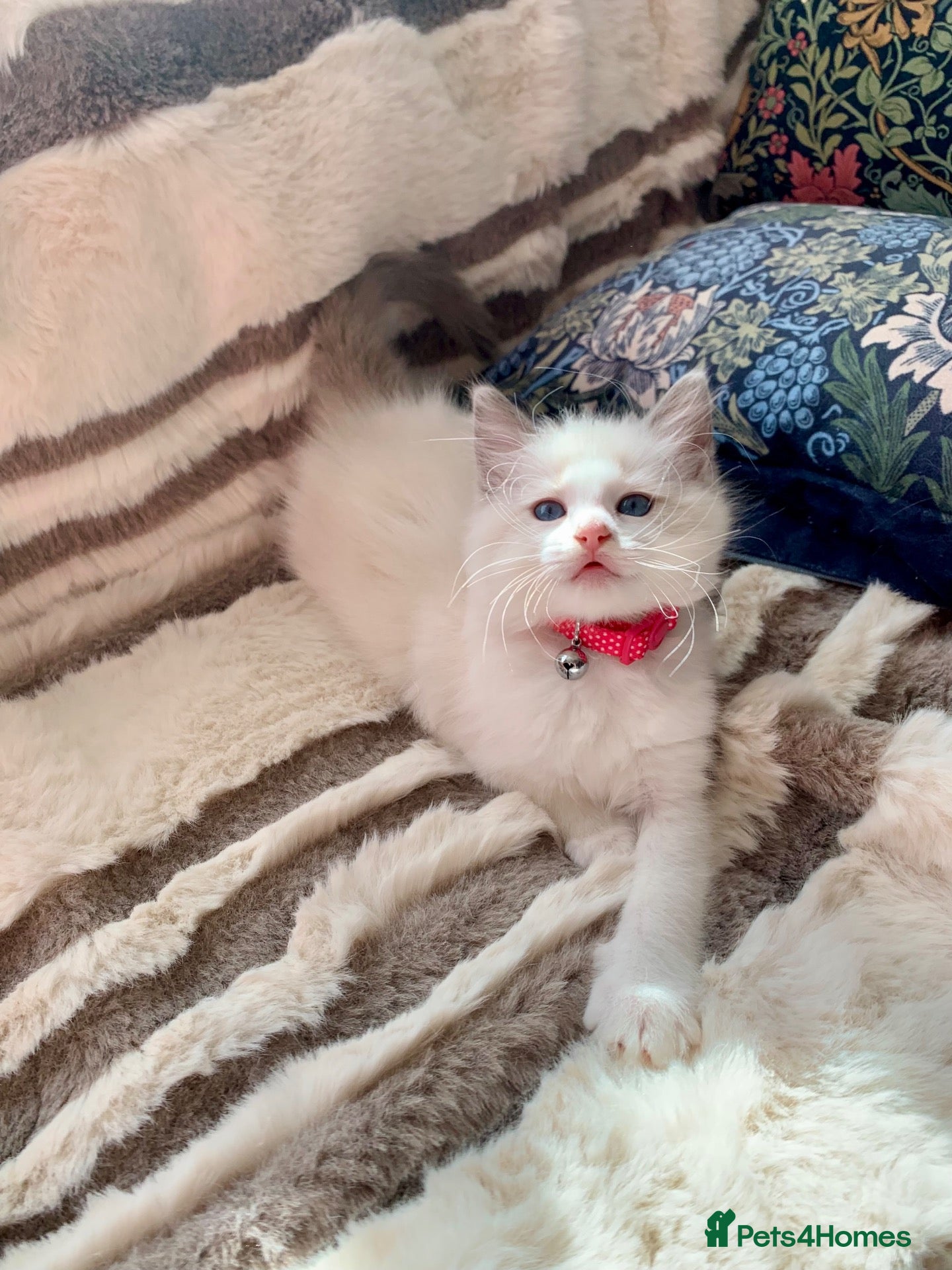 Ragdoll cats Beautiful Blue Bi-colour Ragdoll kittens Ready  - Advert 1