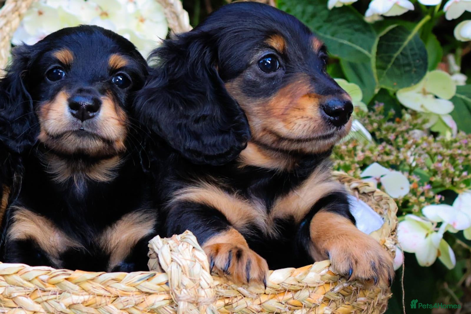 Miniature Dachshund dogs 3 beautiful miniature dachshunds 🐶  - Advert 1