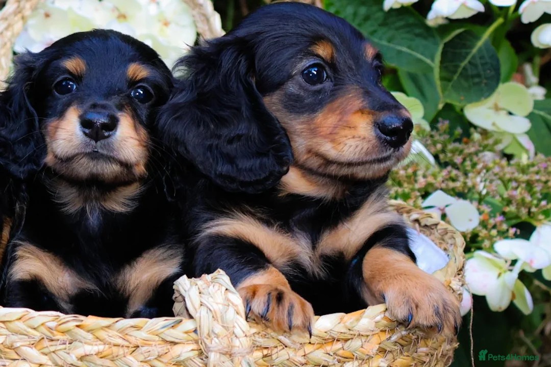 Miniature Dachshund dogs for sale: 3 beautiful miniature dachshunds 🐶  - Advert 1