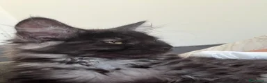 Maine Coon 1