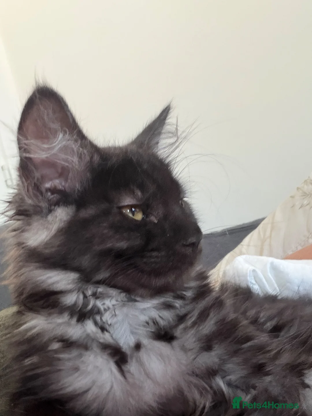 Maine Coon cats for sale: Kitten for sale - Advert 4