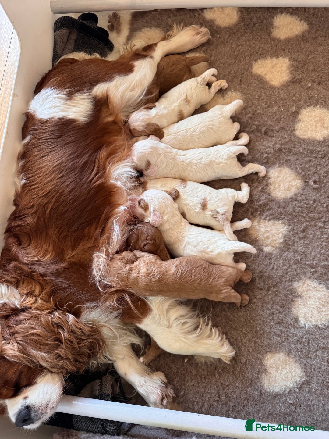 Cavapoo dogs for sale: Stunning F1 Toy Cavapoo puppies  - Advert 11
