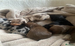 Dachshund dogs for sale: Minture dashund - Image 8