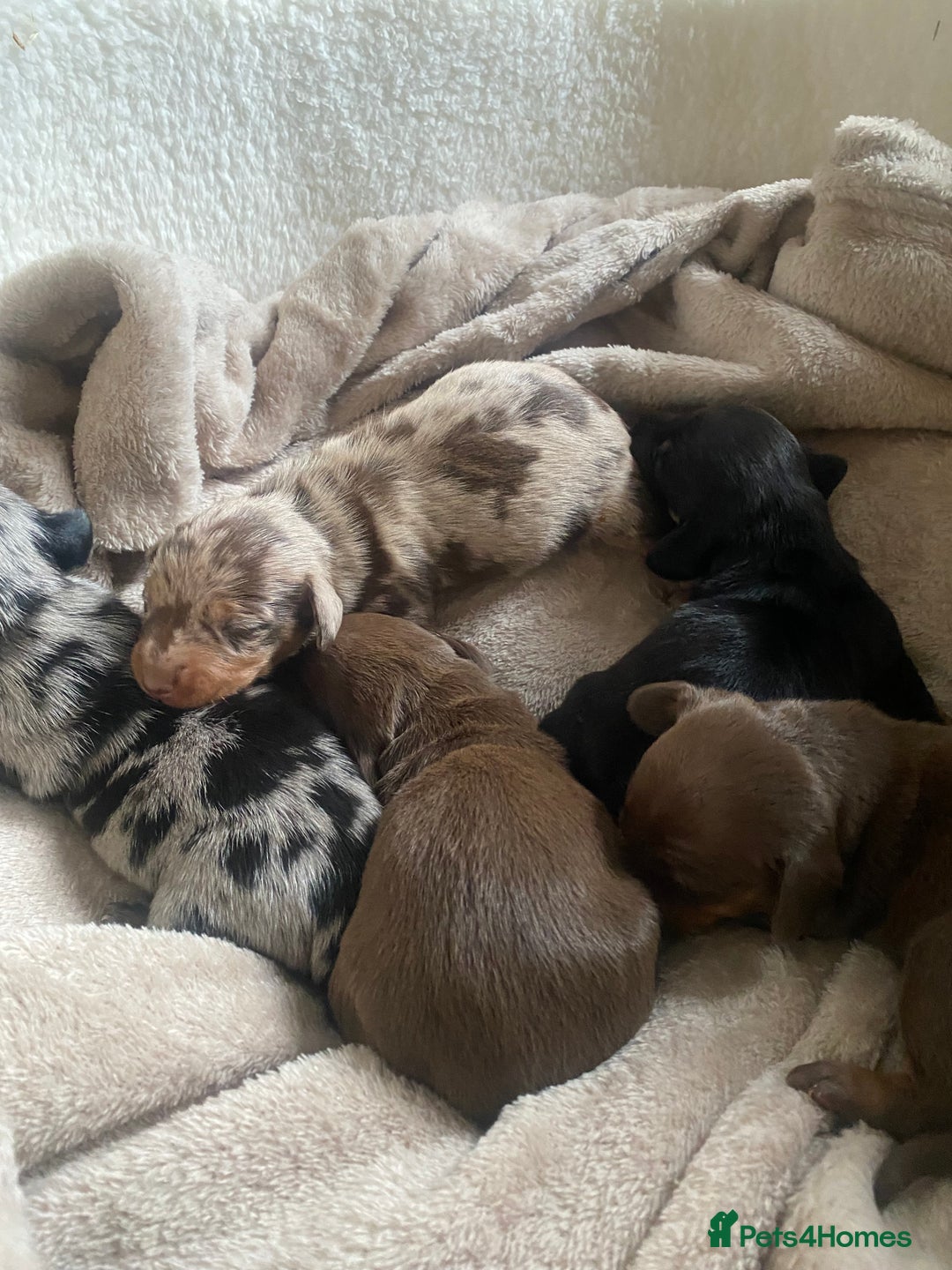 Dachshund dogs for sale: Minture dashund - Image 8