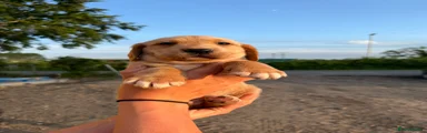 Cockerdor 2
