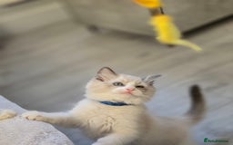 Ragdoll cats for sale: Ragdoll Kittens  - Advert 7