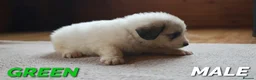 Pyrenean Mountain Dog dogs for sale: Adorable Puppies, Looking For Forever Homes! - Advert 7