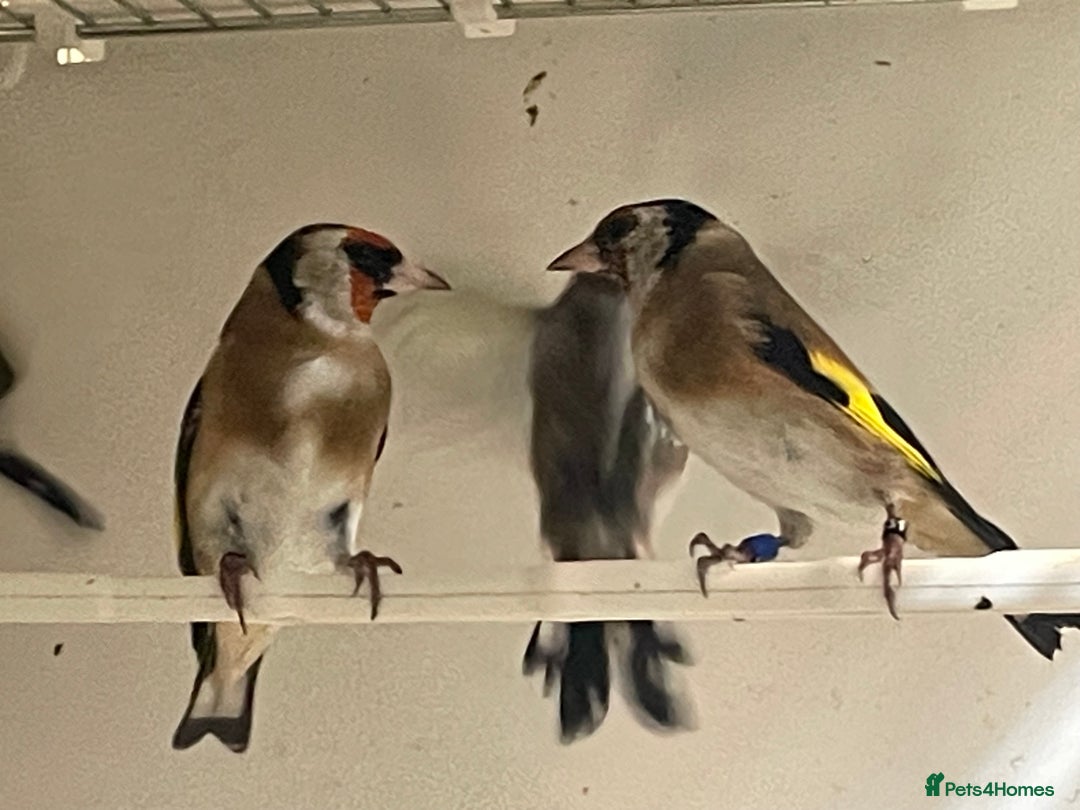 Finches birds for sale: Goldfinch  - Advert 2