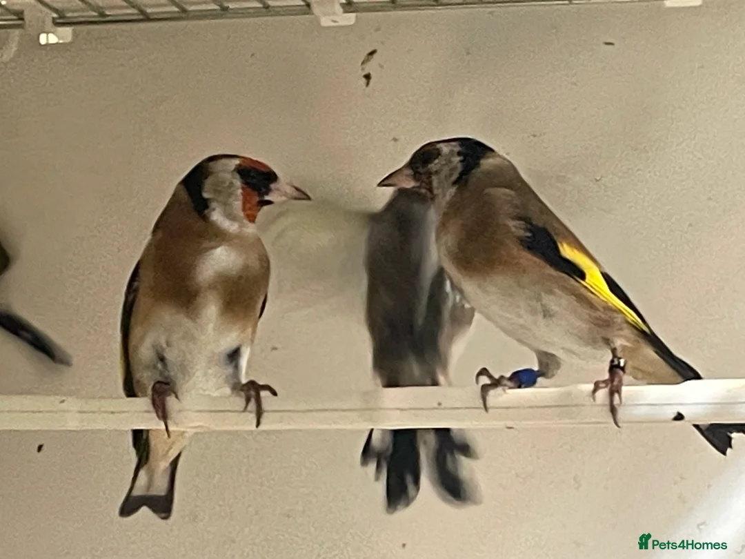 Finches birds for sale: Goldfinch  - Advert 2