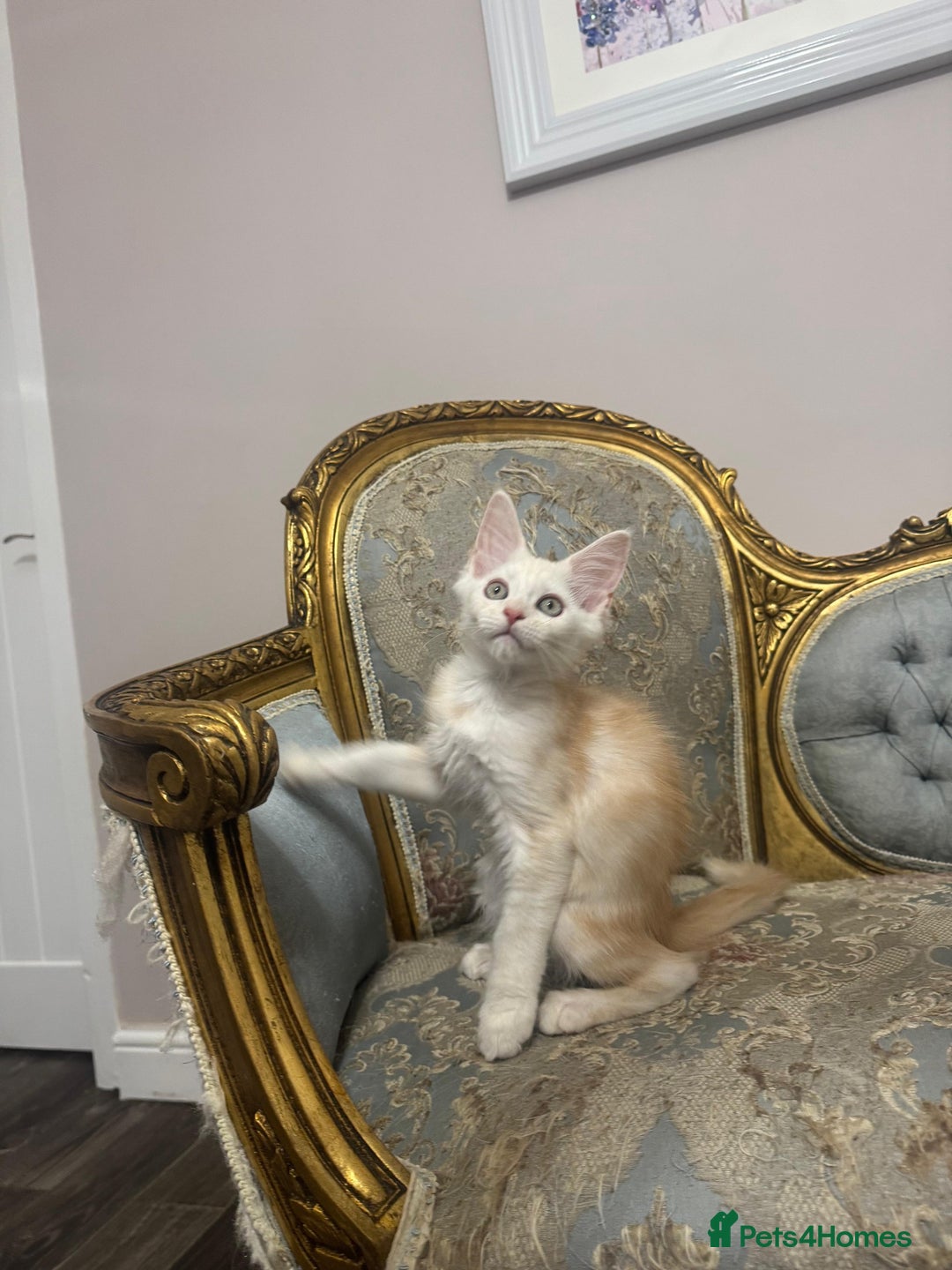 Maine Coon cats for sale: Maine Coon Kittens 🏆 20+ gen 🧬 pedigree 🎄🎄🎄 - Advert 10