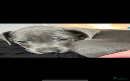 Staffordshire Bull Terrier dogs for sale: Blue staff pups  - Image 35