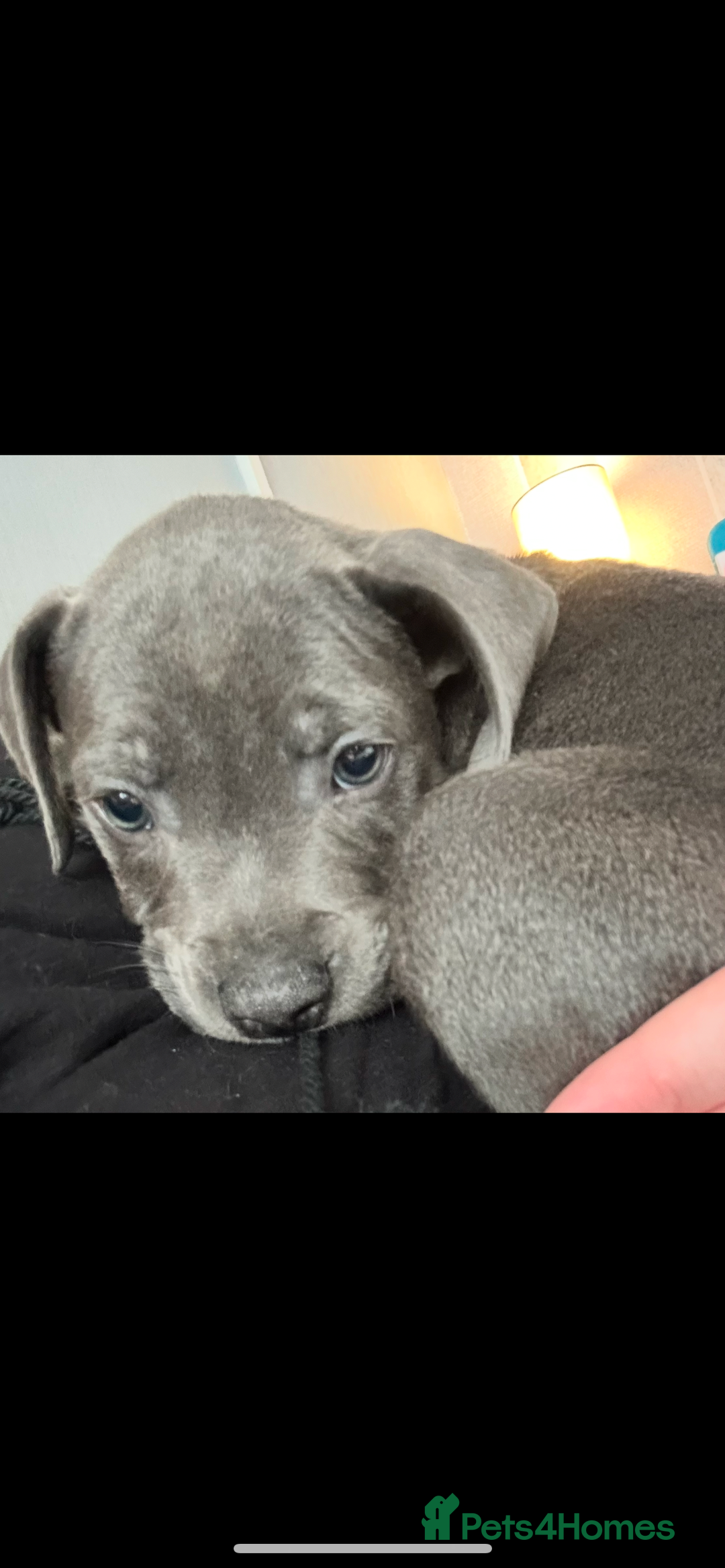 Staffordshire Bull Terrier dogs for sale: Blue staff pups  - Image 35