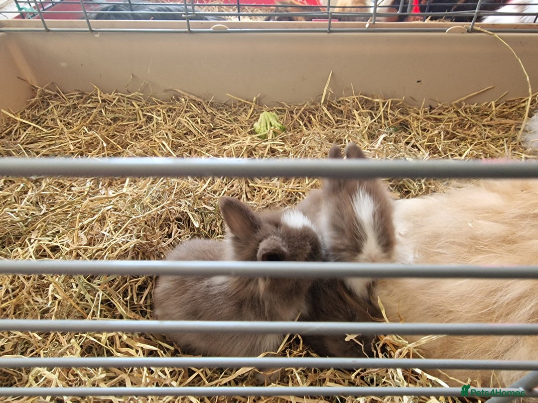 Lionhead rabbits for sale: Beautiful purebred lionheads  available  - Image 13