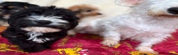 Mixed Breed dogs for sale: Beautiful Sealyham x poodle puppies  - Advert 11