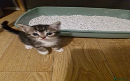 Mixed Breed cats for sale: 🐾 Emma & Bianca – Bengal Mix Sisters 🐾 - Image 7
