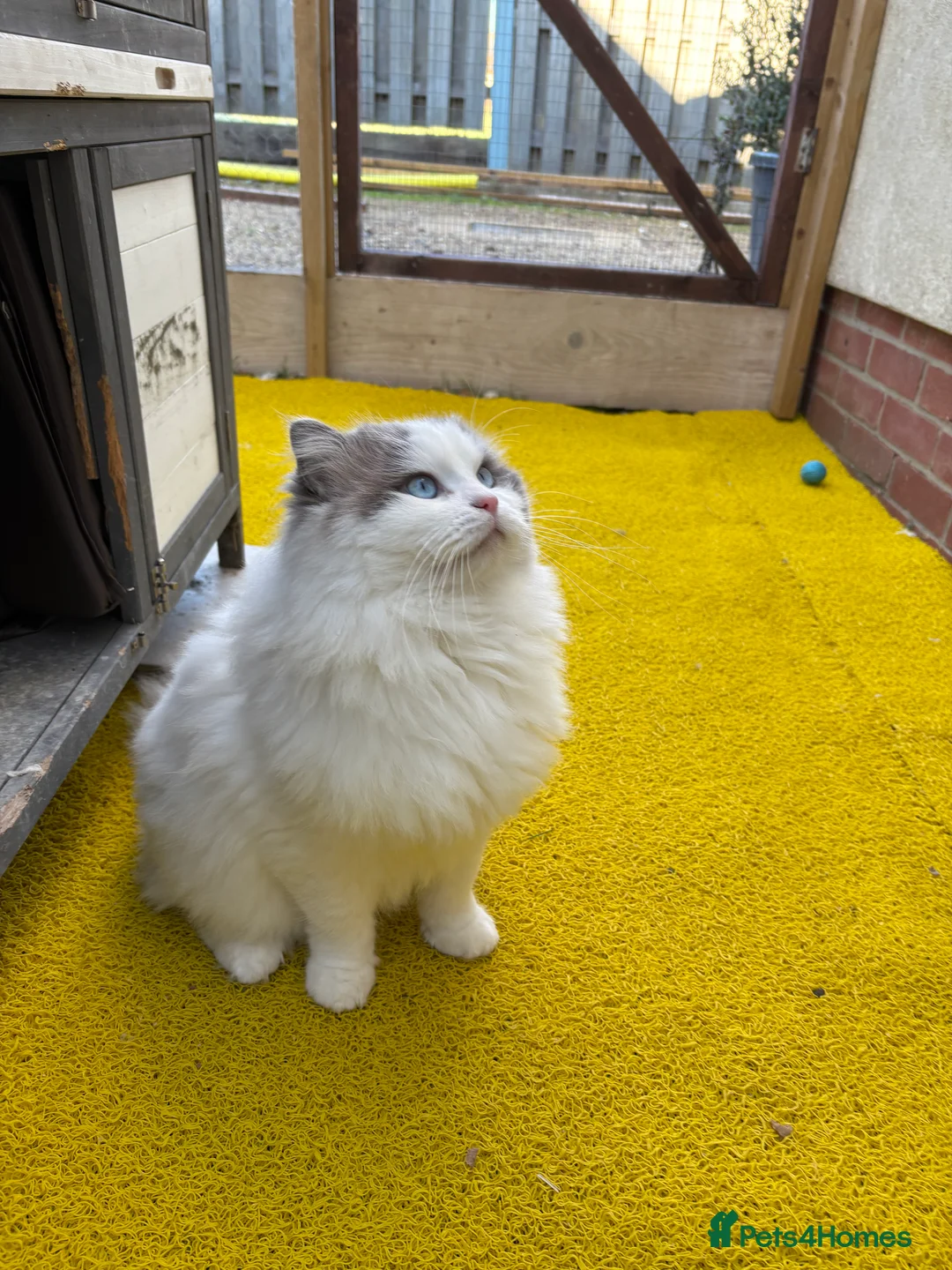 Ragdoll cats for stud: Handsome stud - Advert 10