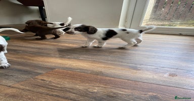 Sprocker dogs - Advert 3