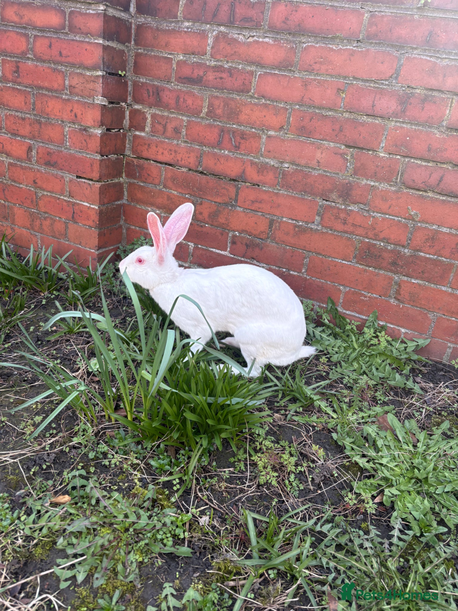 Belgian Hares rabbits Belgian hare doe - Advert 3