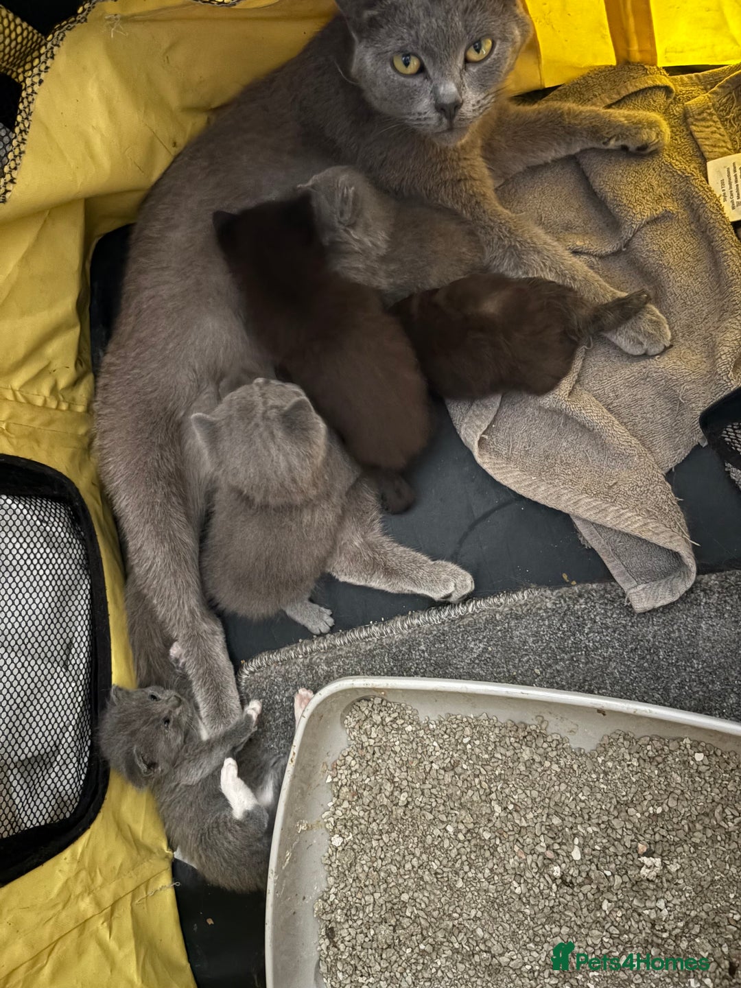 British Shorthair cats for sale: British Shorthair kittens chocolate/grey - Image 10