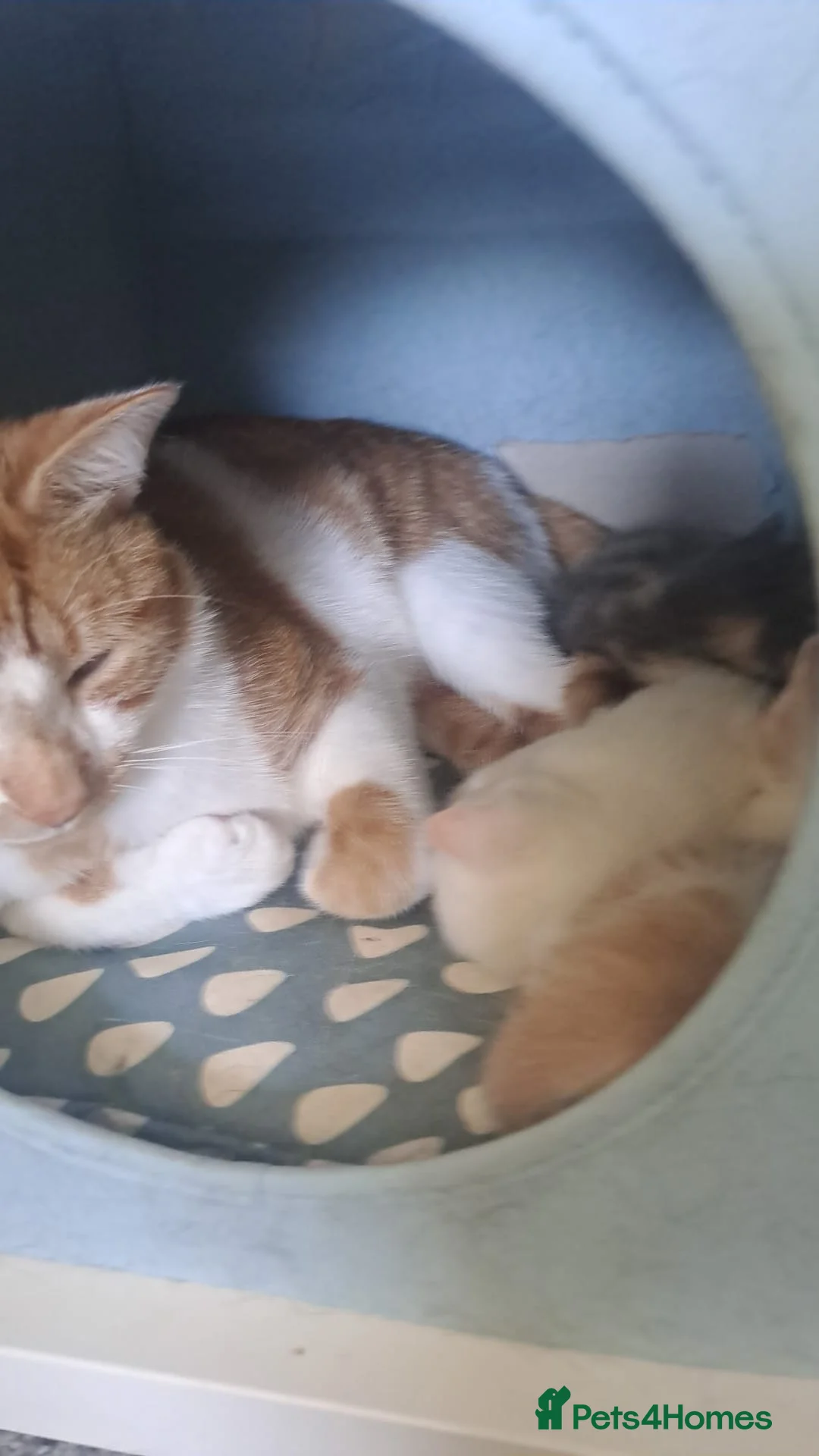 Mixed Breed cats for sale: Haggis, Neeps and Tatties! - Advert 2