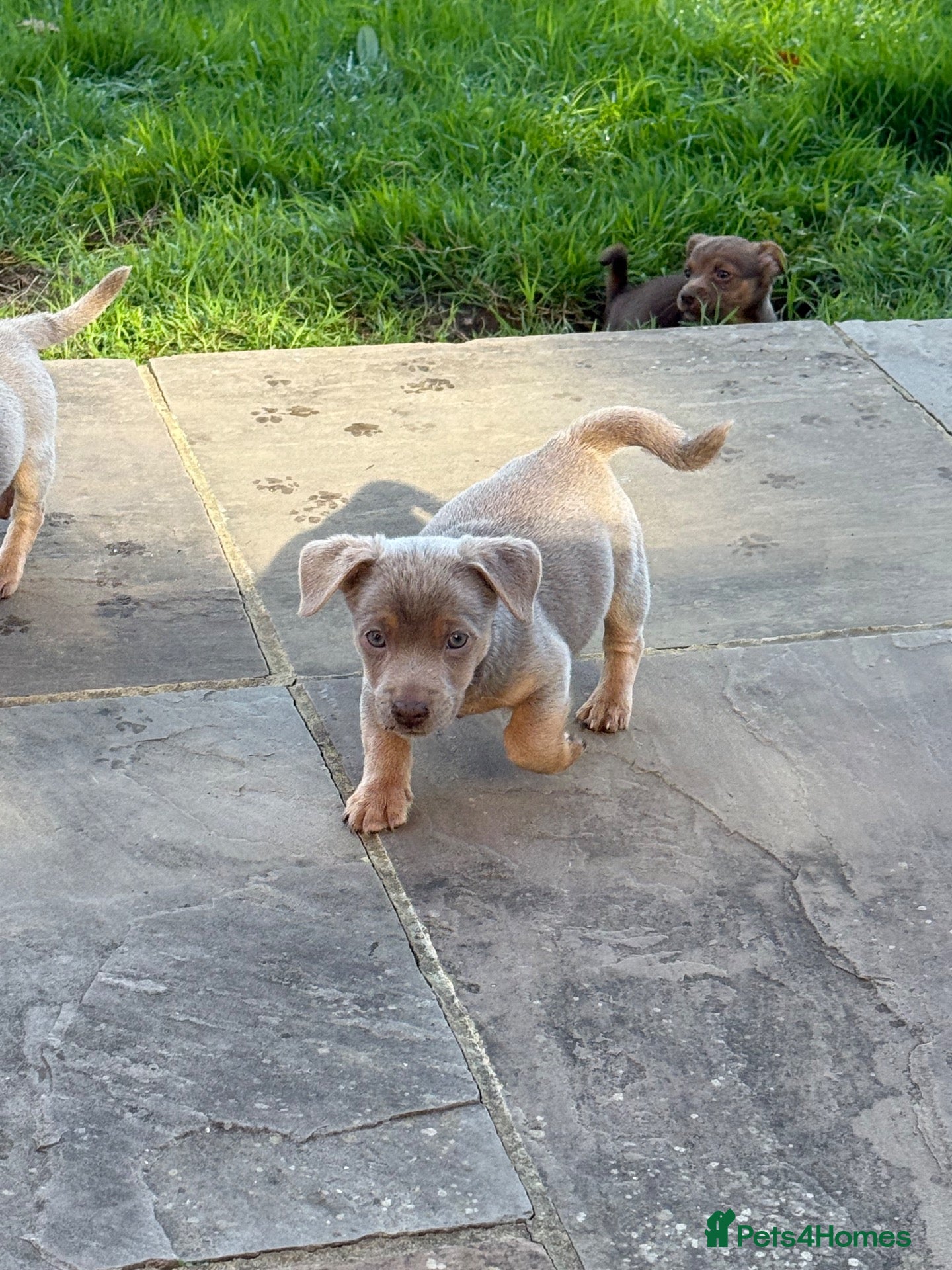Jack Russell dogs Last One, Ready to go Wenlock Jack Russells  - Advert 6