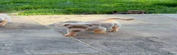 Jack Russell dogs for sale: Last One, Ready to go Wenlock Jack Russells  - Advert 8