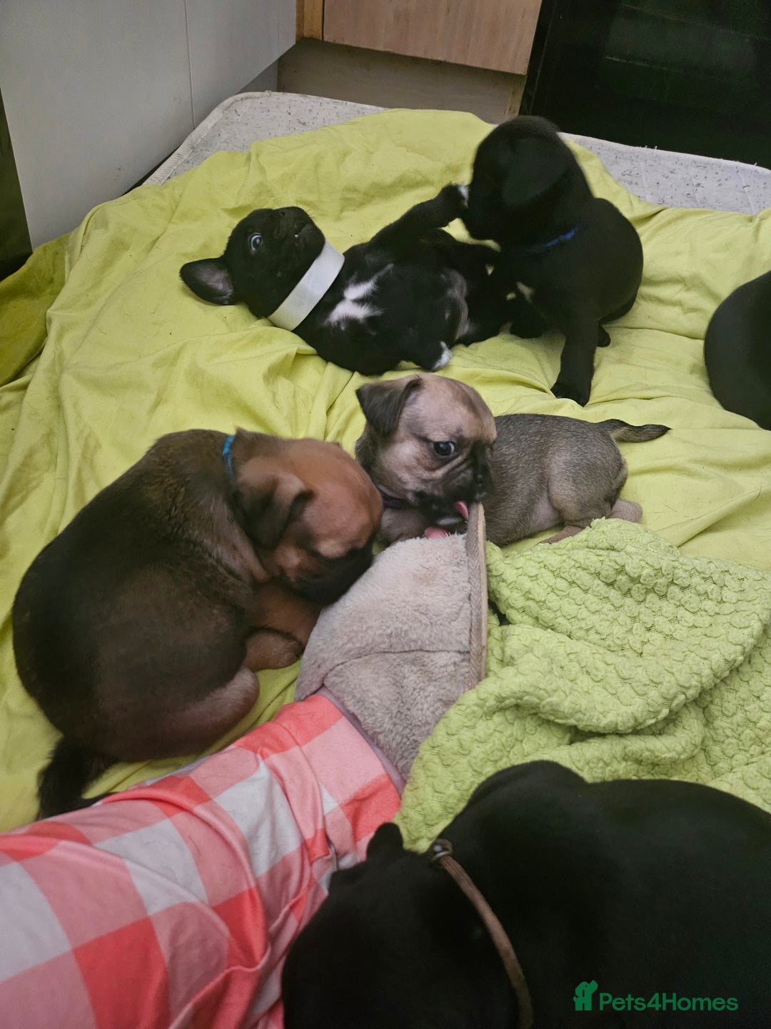 Mixed Breed dogs for sale: Reduced to 400 - Image 18