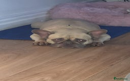 French Bulldog dogs for sale: Beautiful Frenchie - Image 4