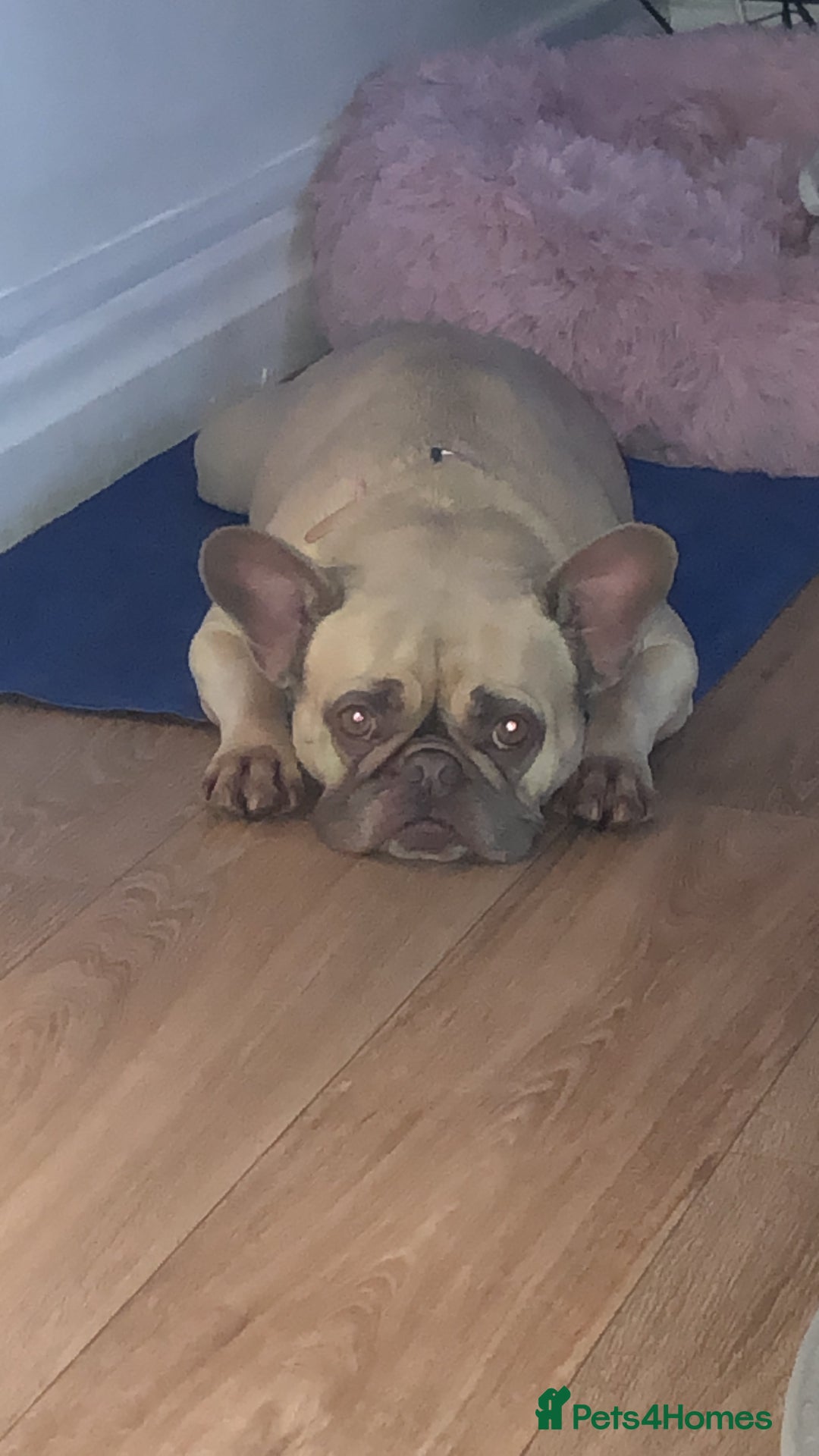 French Bulldog dogs for sale: Beautiful Frenchie - Image 4