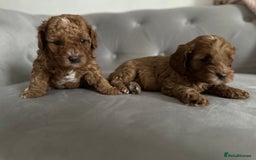 Cavapoo dogs for sale: Stunning Red Cavapoo Boys  - Image 12