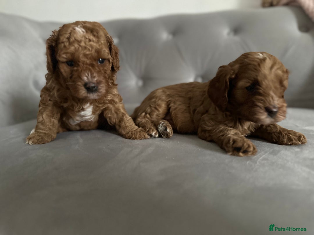 Cavapoo dogs for sale: Stunning Red Cavapoo Boys  - Image 12