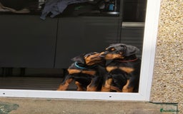 Dobermann dogs for sale: 2 doberman male puppies - Image 4