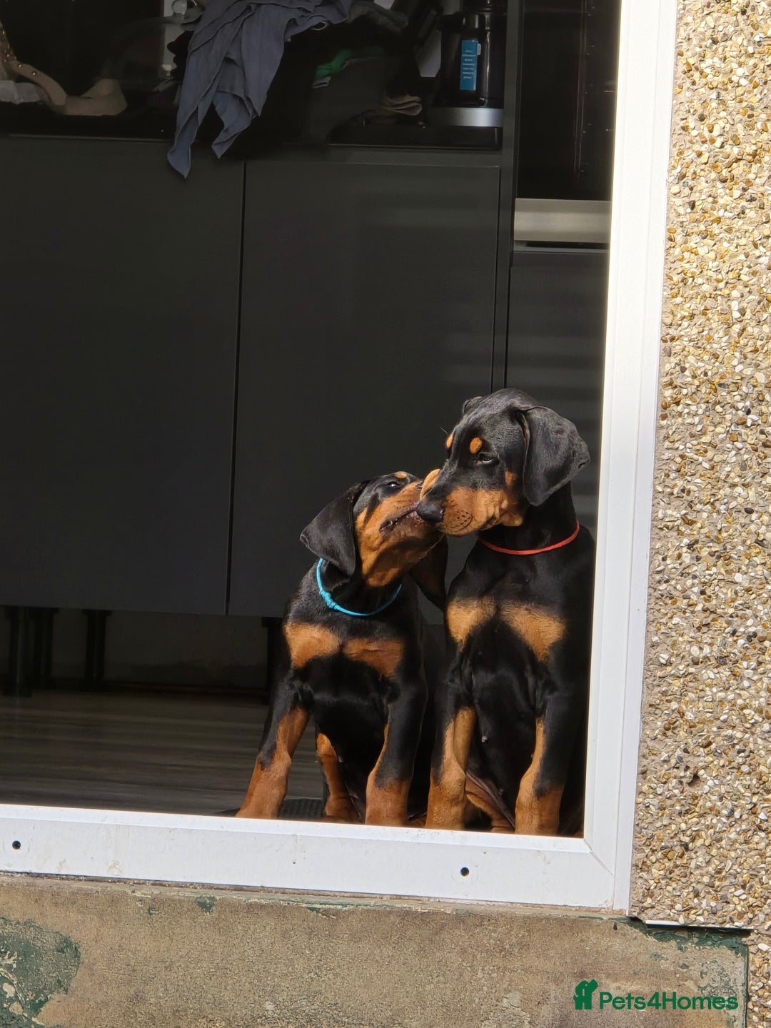 Dobermann dogs for sale: 2 doberman male puppies - Image 4