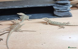 Bearded Dragon reptiles for sale: Mix of hypo trans dunner blue bar het zeros - Image 10
