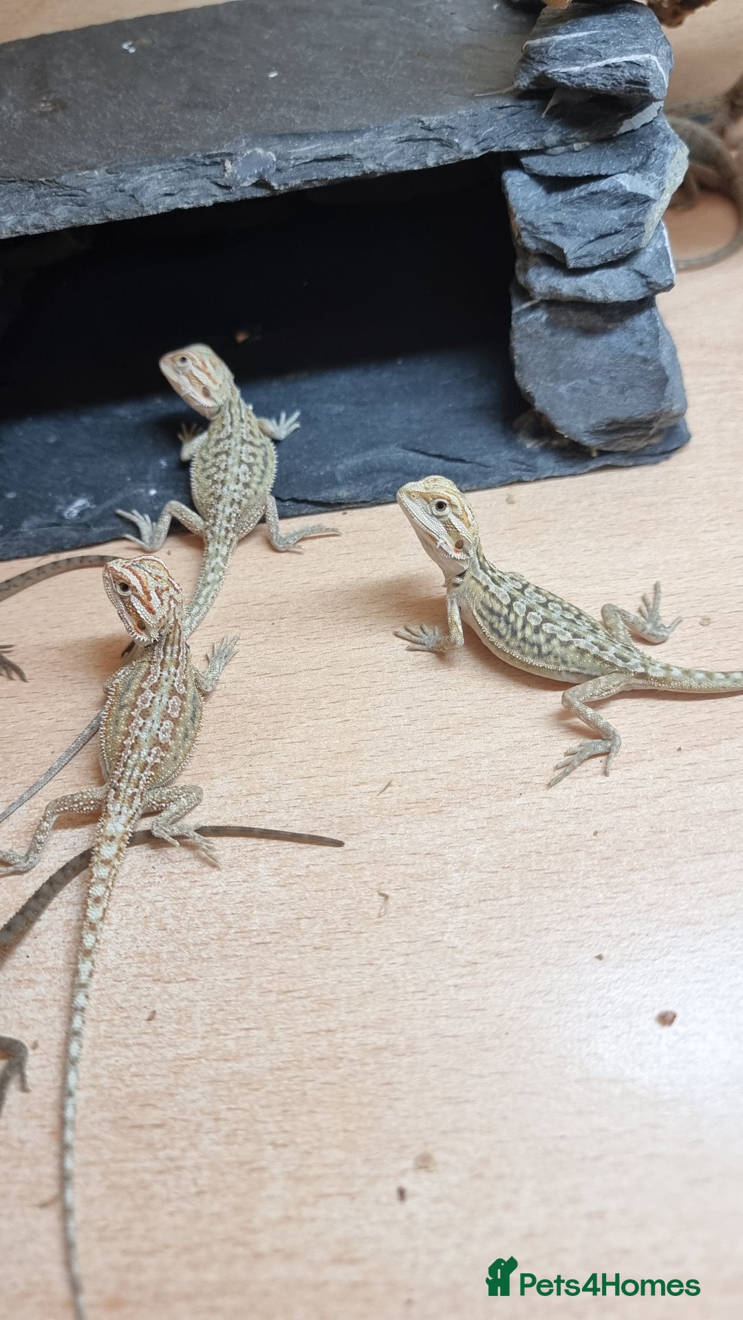 Bearded Dragon reptiles for sale: Mix of hypo trans dunner blue bar het zeros - Image 10