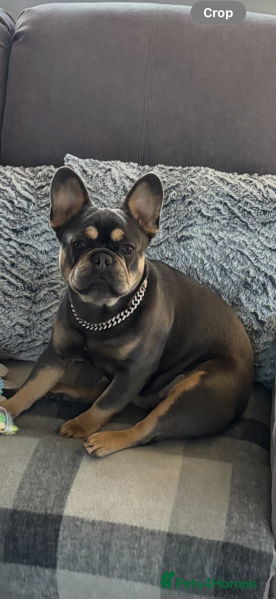 French Bulldog dogs for sale: 16 month old girl frenchie - Advert 3